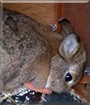 Sleepy the Rabbit