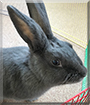 Momo the Rex Rabbit/Belgian Hare