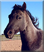 Blueberry the Quarter Horse