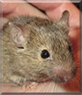 Alucard the Mouse