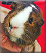 Bo the Guinea Pig