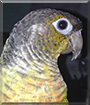 Nero the Green Cheek Conure