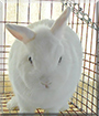 Princess the Netherland Dwarf Rabbit
