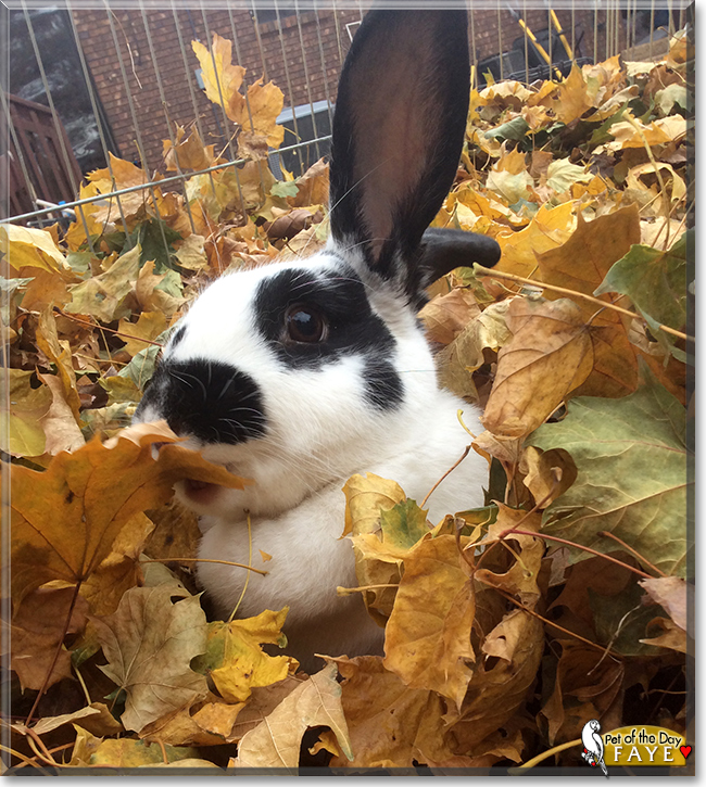 Faye the New Zealand White, Flemish Giant mix Rabbit, the Pet of the Day