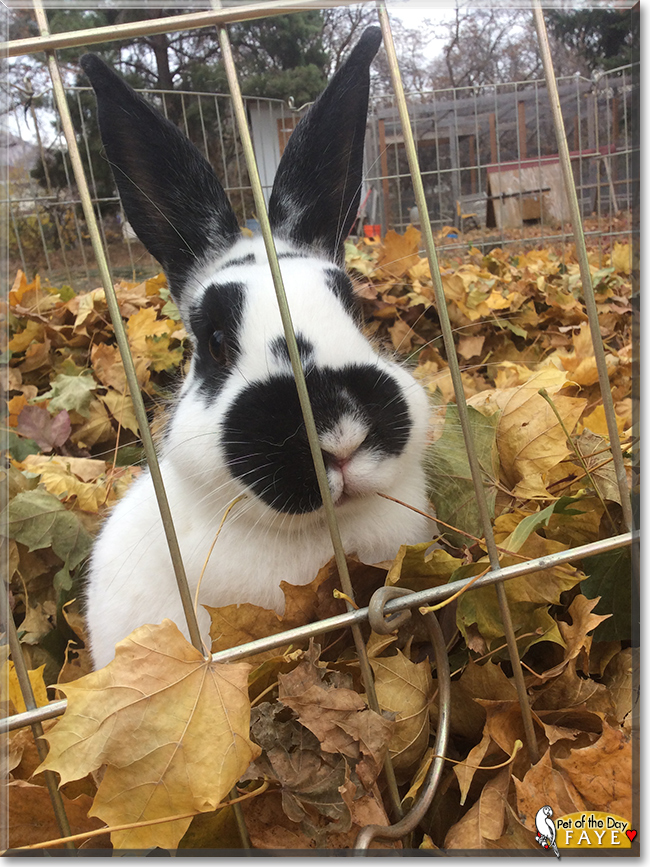 Faye the New Zealand White, Flemish Giant mix Rabbit, the Pet of the Day