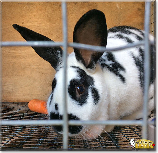 Faye the New Zealand White, Flemish Giant mix Rabbit, the Pet of the Day