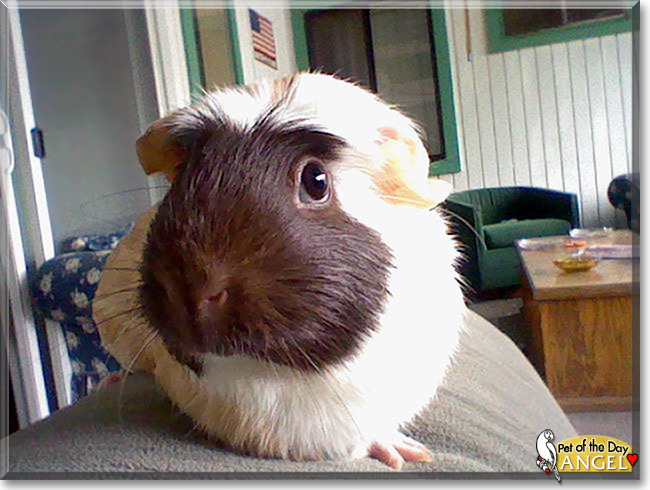 Angel the Guinea Pig, the Pet of the Day