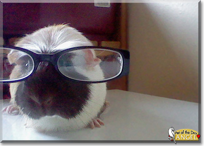 Angel the Guinea Pig, the Pet of the Day
