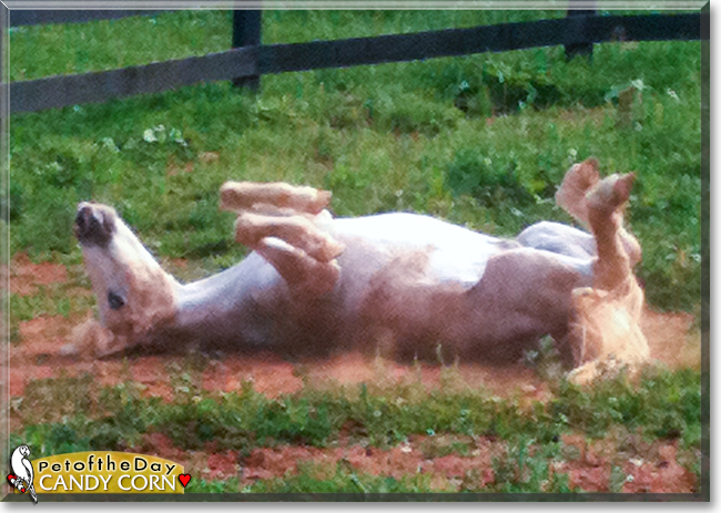 Candy Corn the Miniature Horse, the Pet of the Day