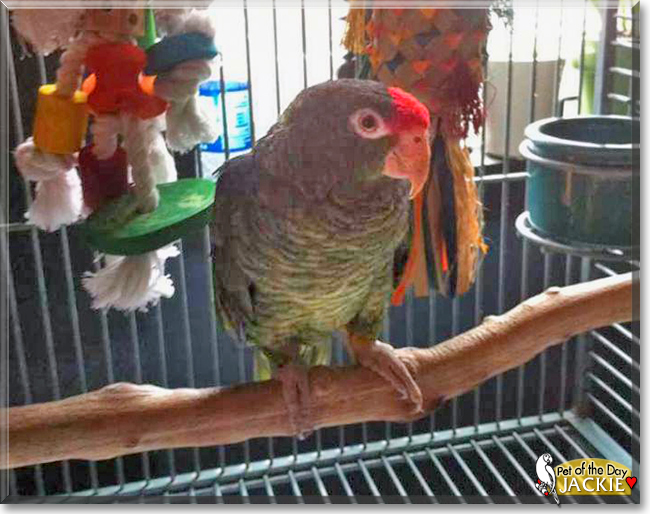 Jackie the Tucuman Amazon, the Pet of the Day