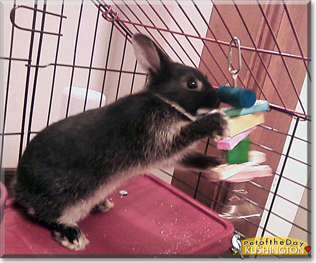 Kushington the Netherland Dwarf Rabbit, the Pet of the Day