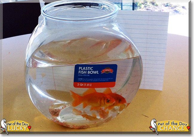Lucky, Chance the Goldfish, the Pet of the Day