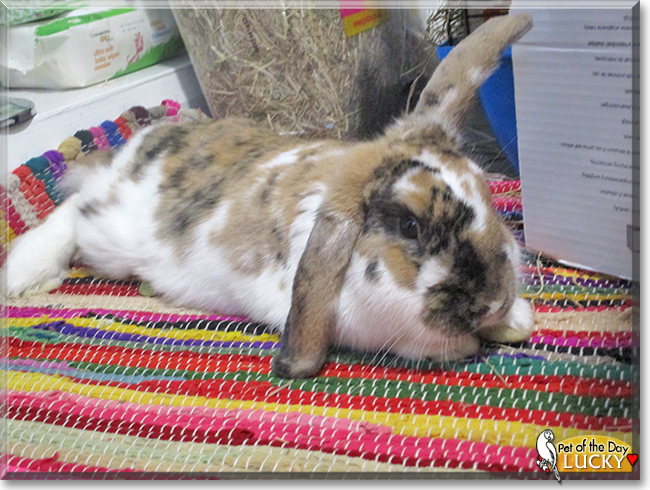 Lucky the Lop mix Rabbit, the Pet of the Day