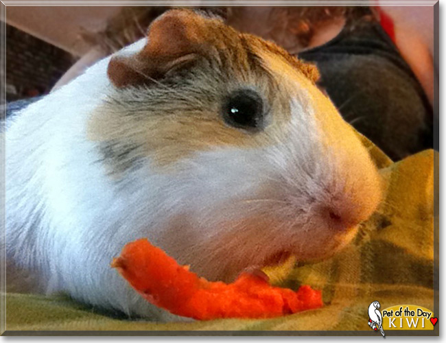 Kiwi the Guinea Pig, the Pet of the Day