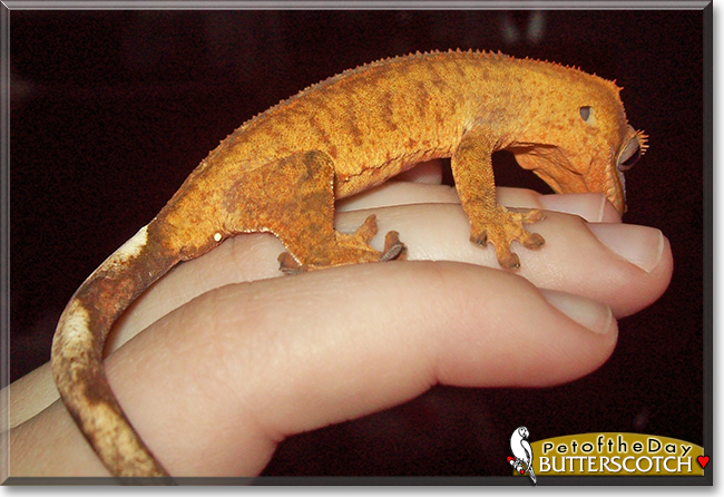 Butterscotch the Crested Gecko, the Pet of the Day