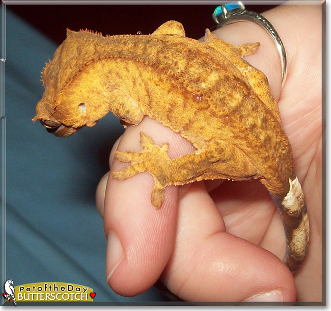 Butterscotch the Crested Gecko, the Pet of the Day