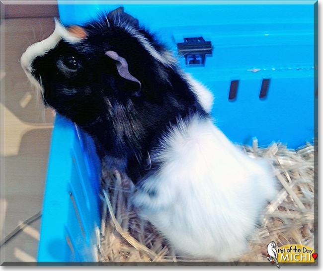 Michi the Guinea Pig, the Pet of the Day