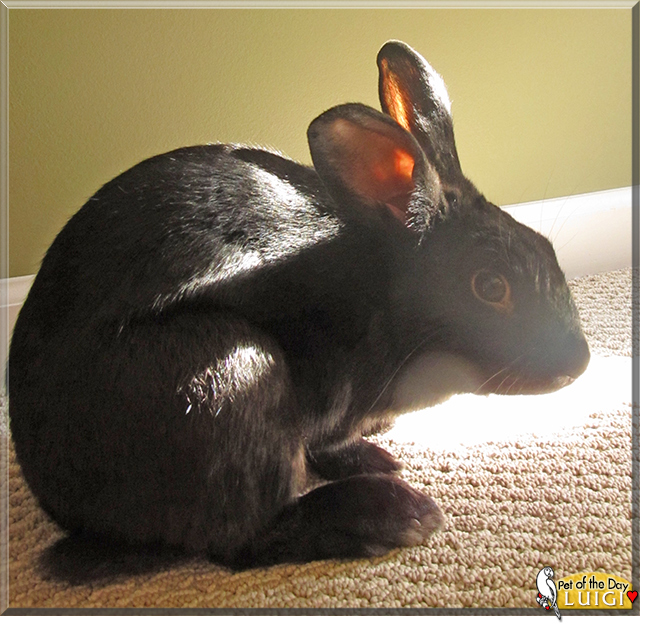 Luigi the Dutch mix Rabbit, the Pet of the Day