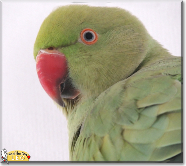 Leo the Indian Ringneck Parrot, the Pet of the Day