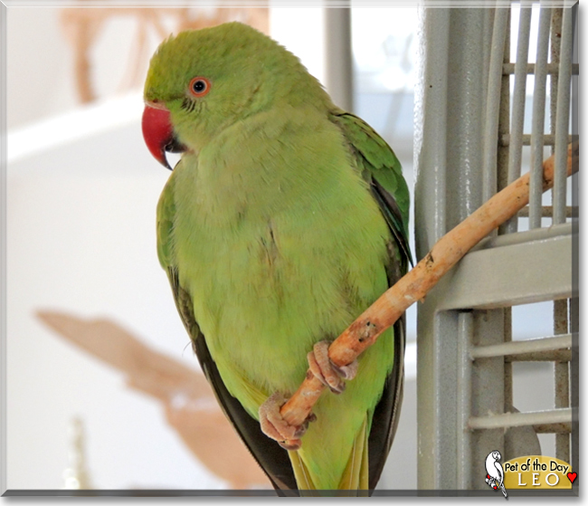 Leo the Indian Ringneck Parrot, the Pet of the Day