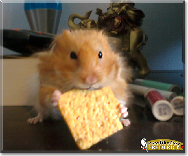 Frederick the Syrian Hamster, the Pet of the Day