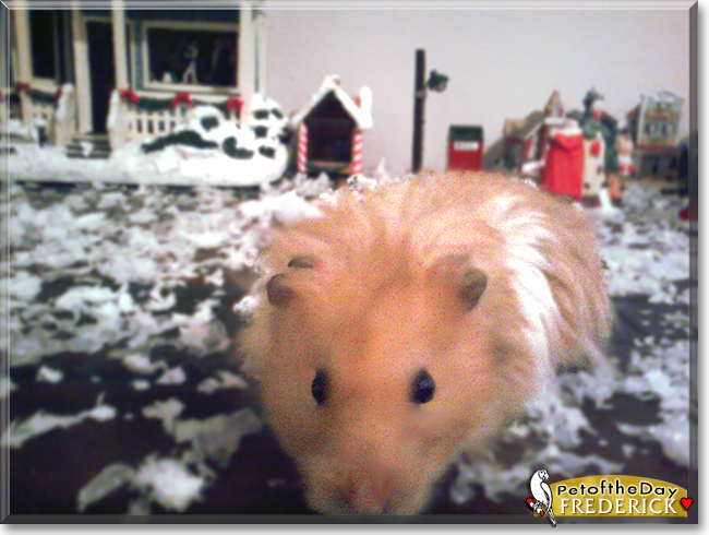 Frederick the Syrian Hamster, the Pet of the Day