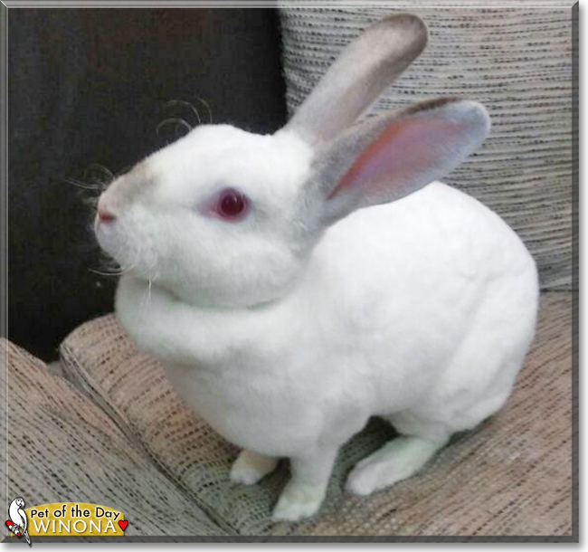 Winona the Rabbit, the Pet of the Day