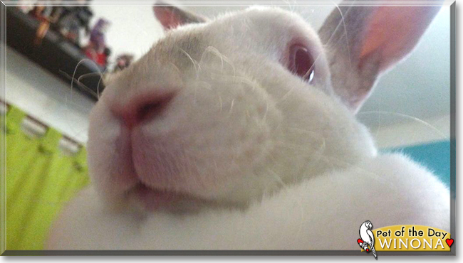 Winona the Rabbit, the Pet of the Day
