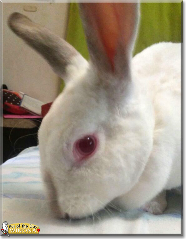 Winona the Rabbit, the Pet of the Day