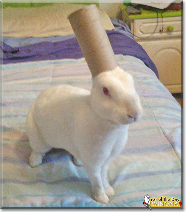 Winona the Rabbit, the Pet of the Day
