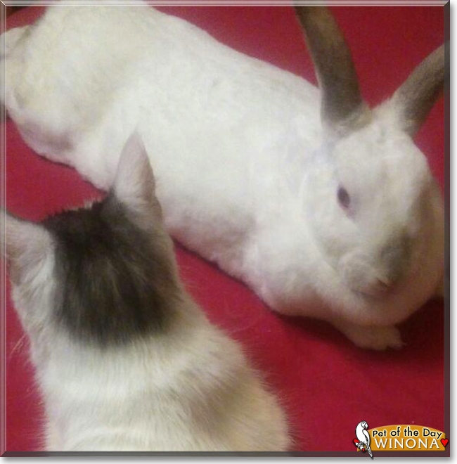 Winona the Rabbit, the Pet of the Day