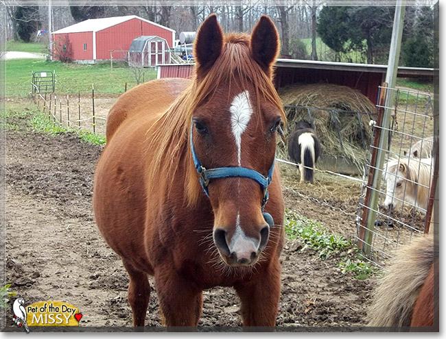 Missy the Arabian Horse, the Pet of the Day