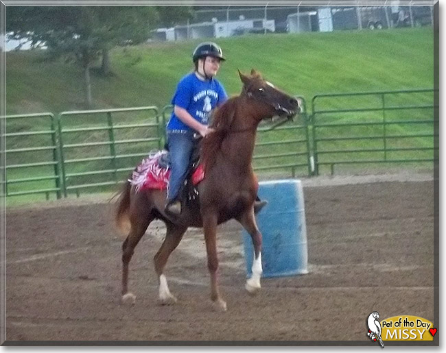 Missy the Arabian Horse, the Pet of the Day