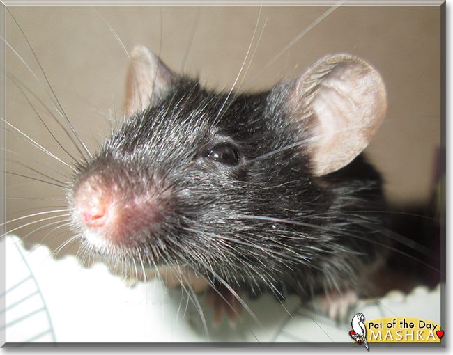 Mashka the Fancy Mouse, the Pet of the Day