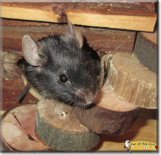 Mashka the Fancy Mouse, the Pet of the Day