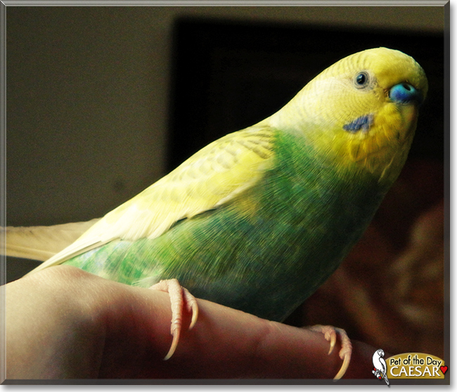 Caesar the Budgerigar, the Pet of the Day