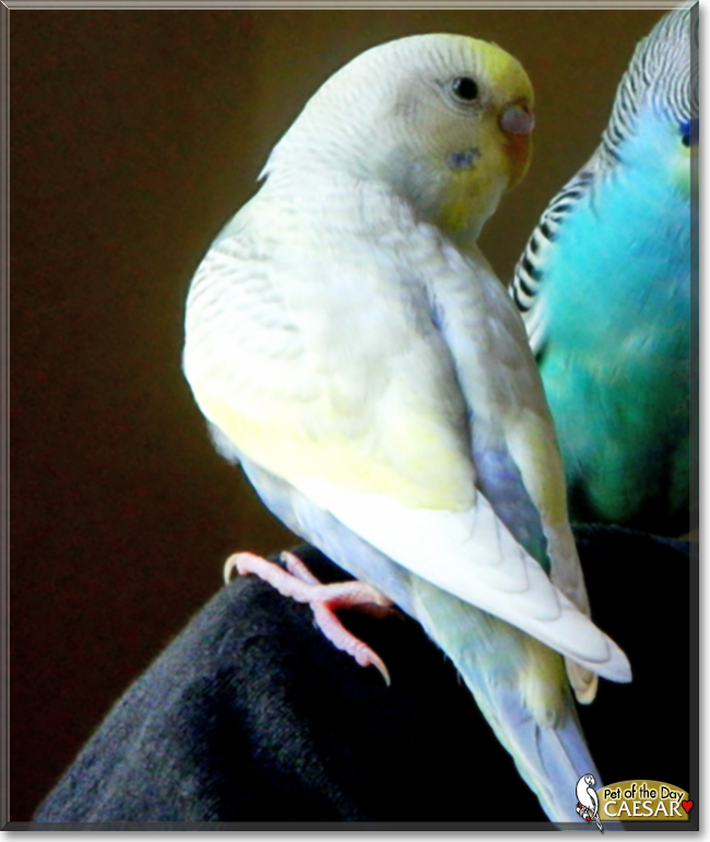 Caesar the Budgerigar, the Pet of the Day