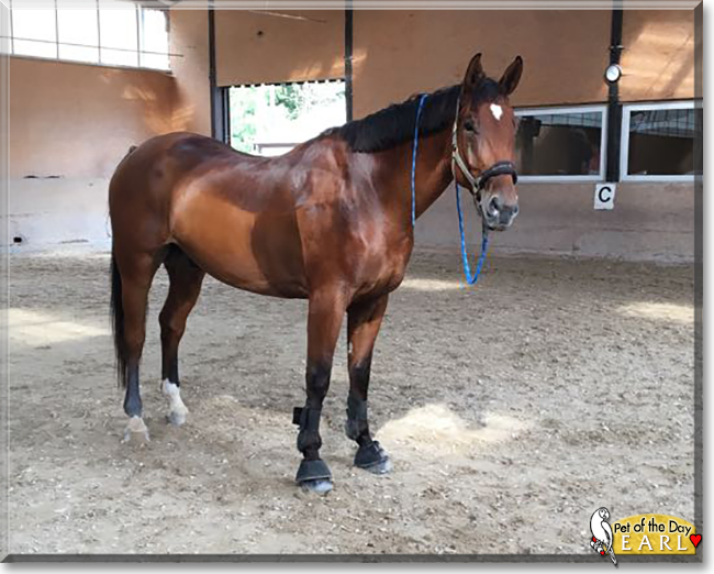Earl the Zweibrücker Horse, the Pet of the Day