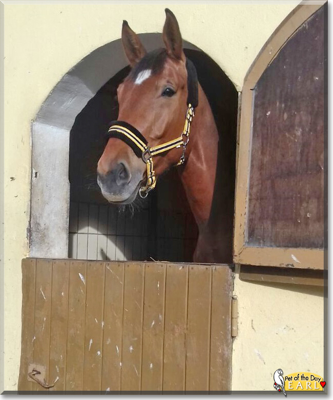 Earl the Zweibrücker Horse, the Pet of the Day