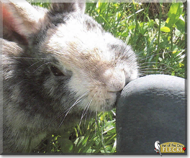 Flecki the Rabbit, the Pet of the Day