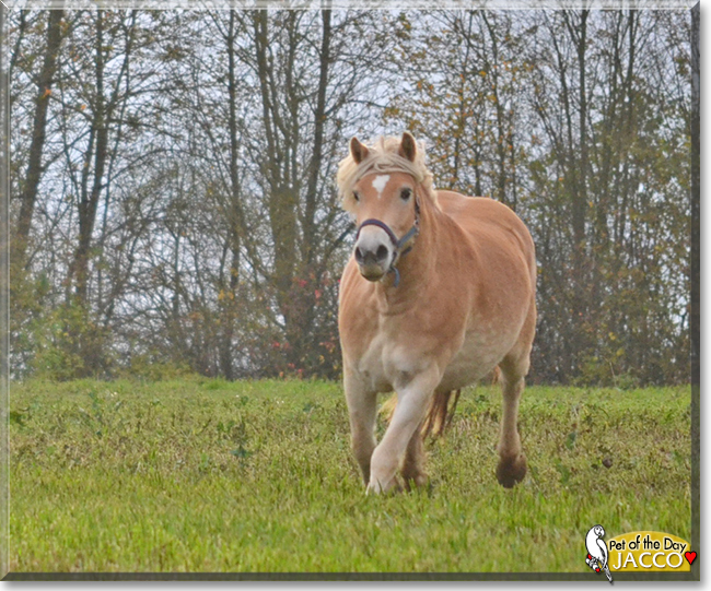 Jacco the Icelandic Horse, the Pet of the Day
