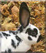 Faye the New Zealand White, Flemish Giant mix Rabbit