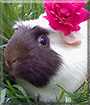 Angel the Guinea Pig