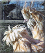 Victoria, Alaric the Polish Chickens