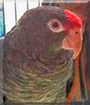 Jackie the Tucuman Amazon