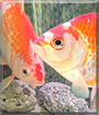 Lucky, Chance the Goldfish