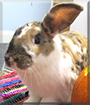 Lucky the Lop mix Rabbit