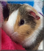 Kiwi the Guinea Pig