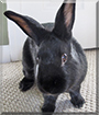 Luigi the Dutch mix Rabbit