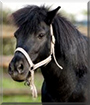 Mona the German Riding Pony mix